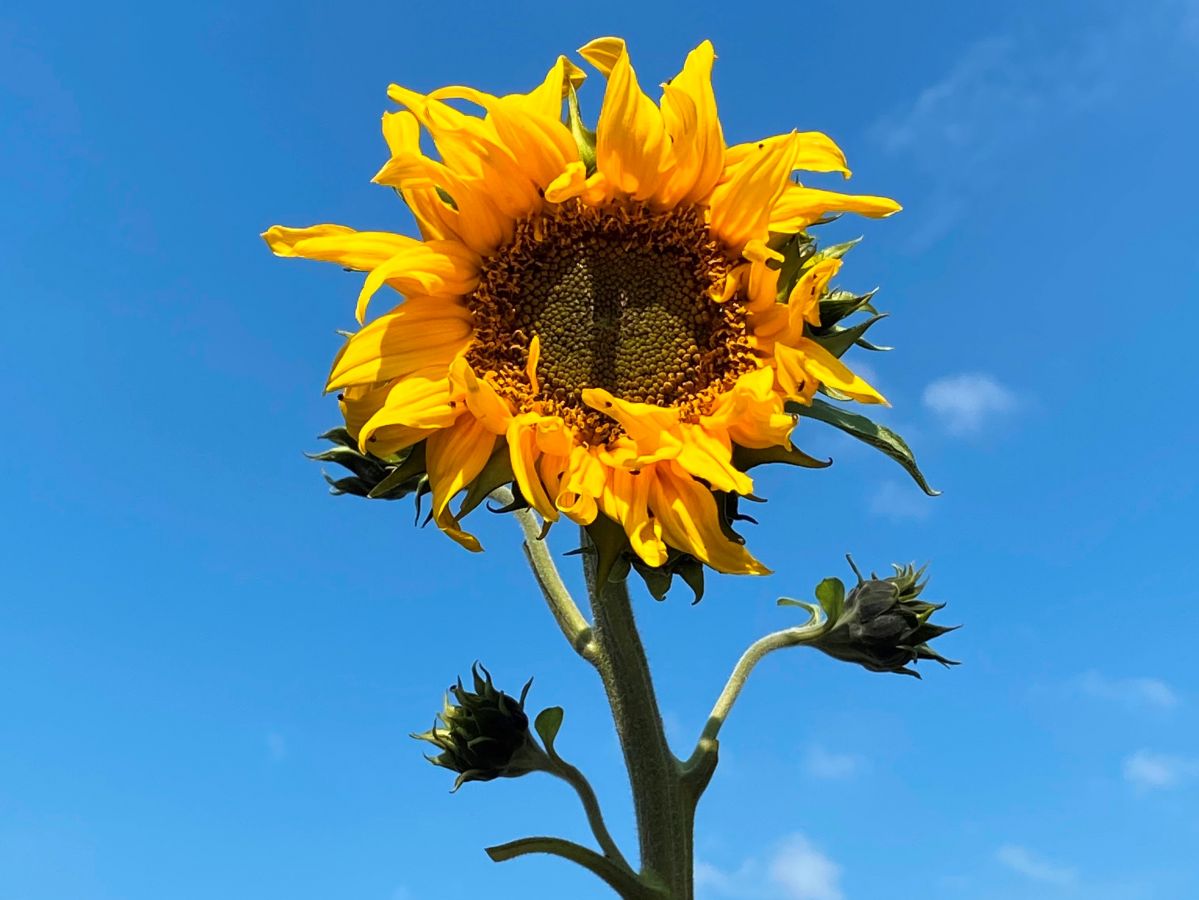 Sonnenblumen sind wichtige Ölpflanzen, die aber auf Deutschlands Äckern eher selten angebaut werden. (Bildquelle: © Tobias Sieberer/TUM)