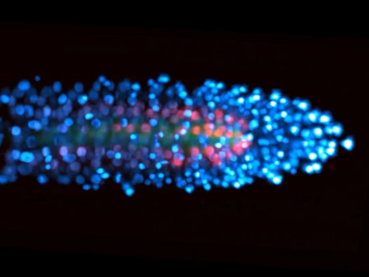 Dank fluoreszierender Proteine lassen sich die Zellteilungen in der Arabidopsis-Wurzel unter dem Mikroskop genau beobachten. (Bildquelle: © Benfey lab, Duke University)