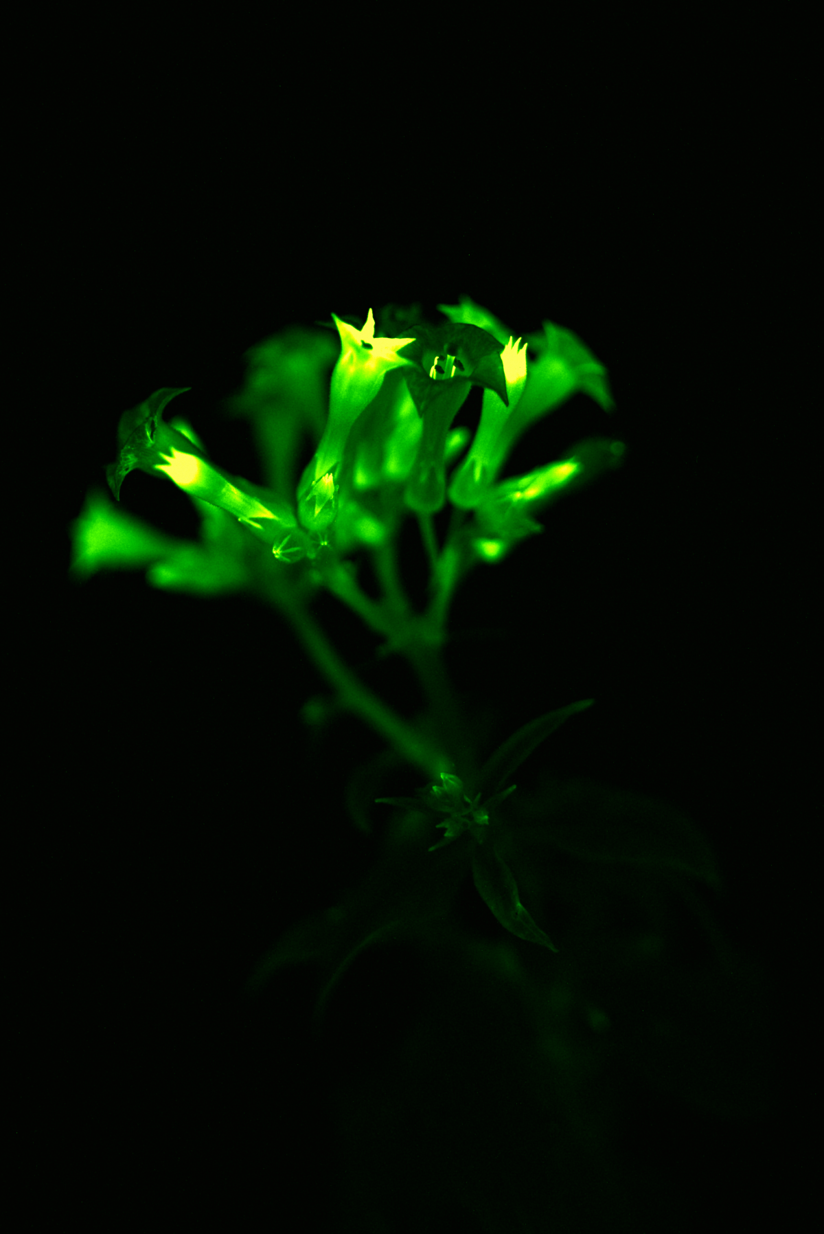 Leuchtende Blüten: Das grünliche Licht wurde in der Studie mit gewöhnlichen Kameras und Smartphones aufgenommen. Die Pflanzen erzeugen von der Keimung an kontinuierlich Licht. Die Gesundheit der Pflanzen wurde dadurch nicht beeinträchtigt.
