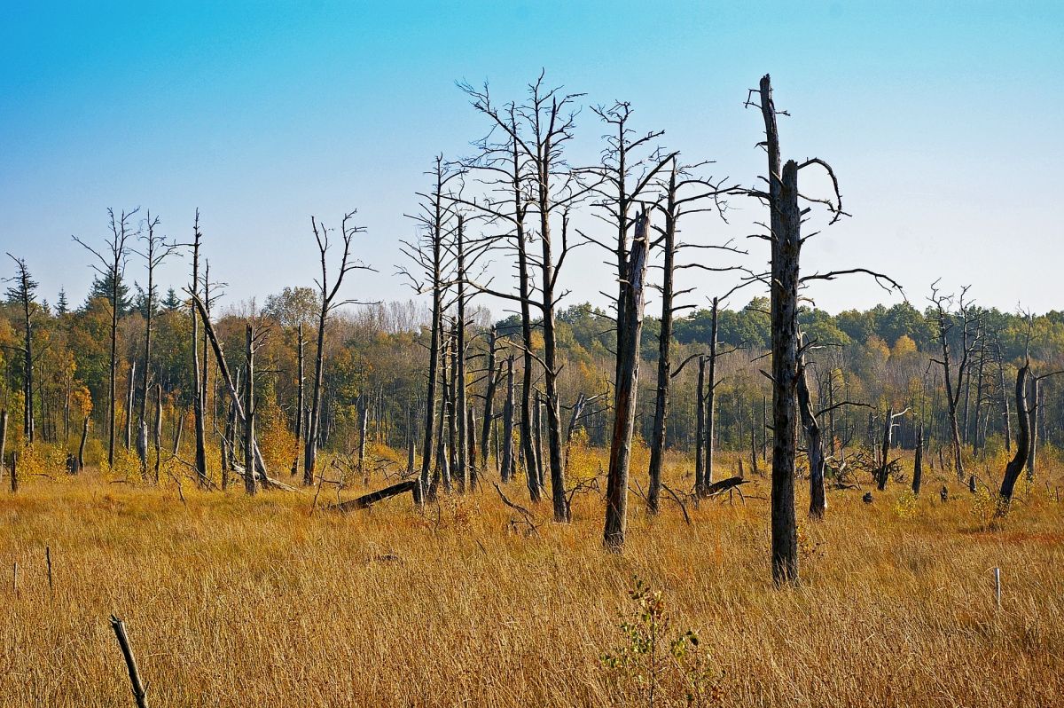  Frühere Studien zeigten bereits, dass sich ein Wald nach einer Trockenperiode nicht immer erholen kann.
