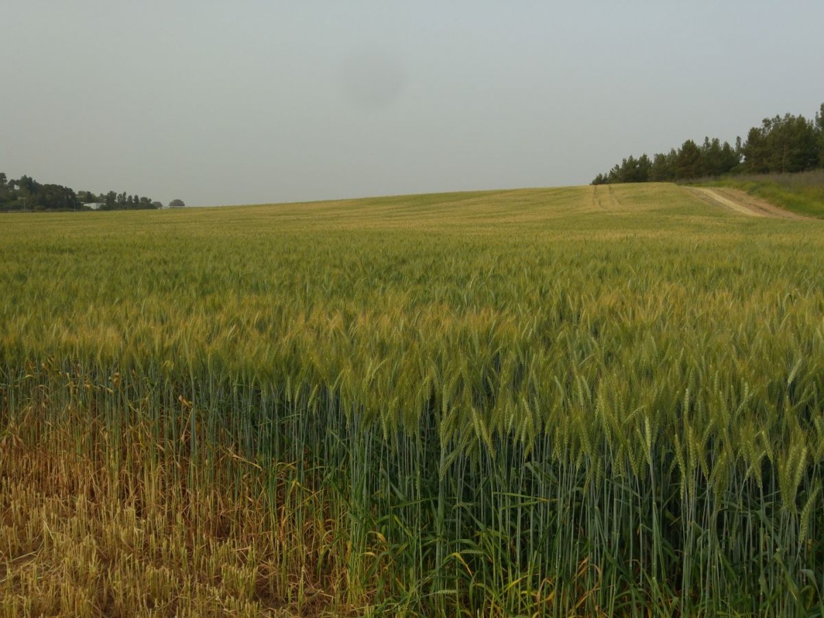Landwirtschaft ist auf Gemeinschaftsleistung der Pflanzen eines Bestandes angewiesen. Forscher des IPK Leibniz-Instituts haben untersucht, wie das Verhalten einer einzelnen Weizenpflanze unter einschränkenden Lichtbedingungen die Leistung der Gemeinschaft beeinflusst.
