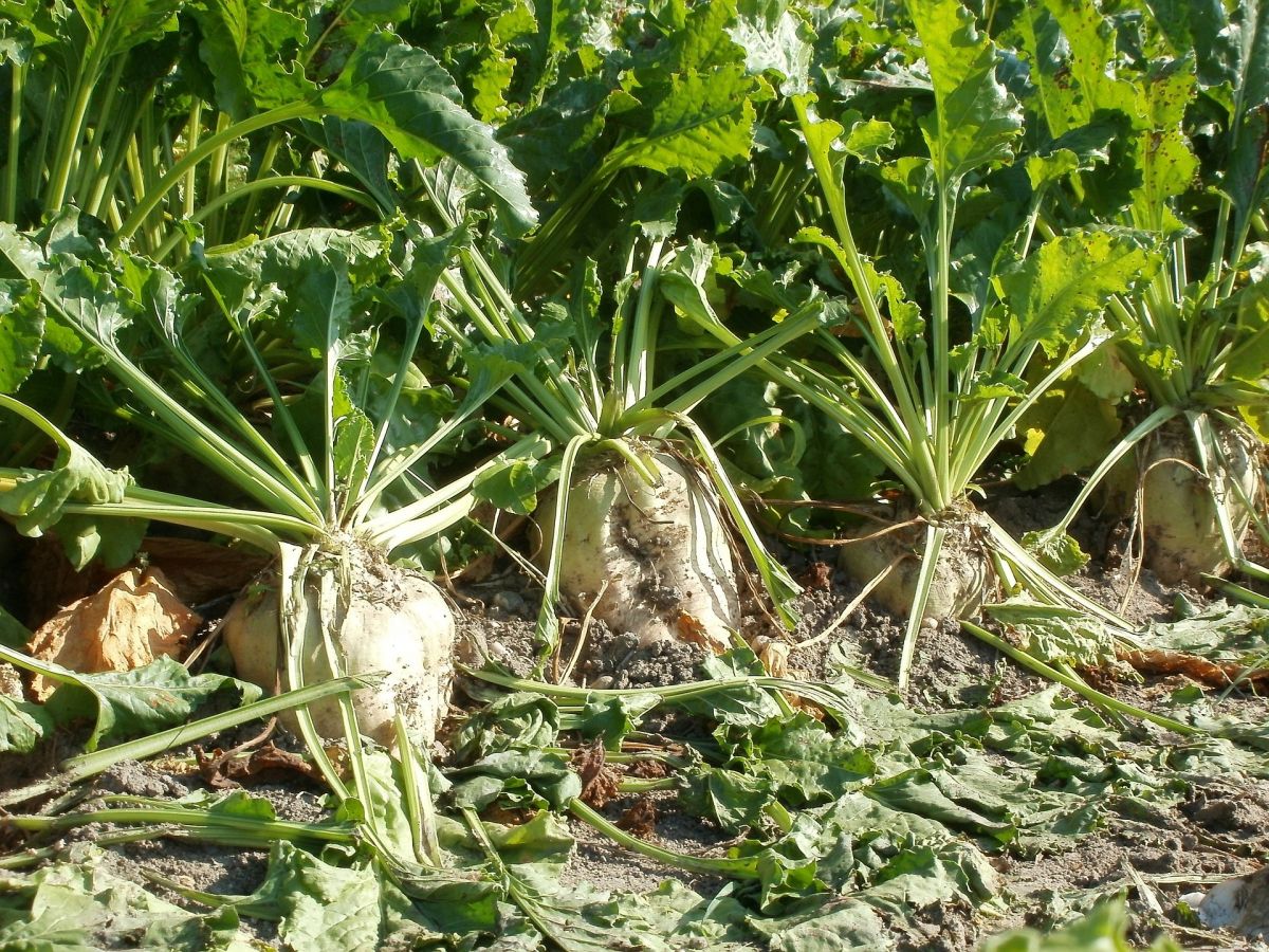 Erntereife Zuckerrüben auf einem Feld - die großen zuckerspeichernden Rüben sind deutlich zu erkennen. (Bildquelle: © WikimediaImages/pixabay/CC0)