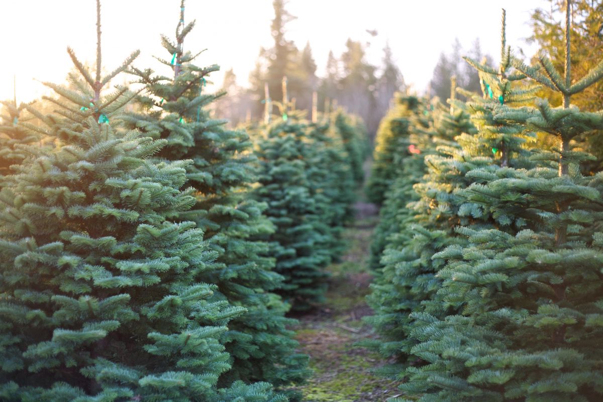 Die Weihnachtsbaum-Plantagen erstrecken sich über eine Fläche von 18.000 Hektar in Deutschland. (Bildquelle: © Nathaniel_Young/iStock/Thinkstock)