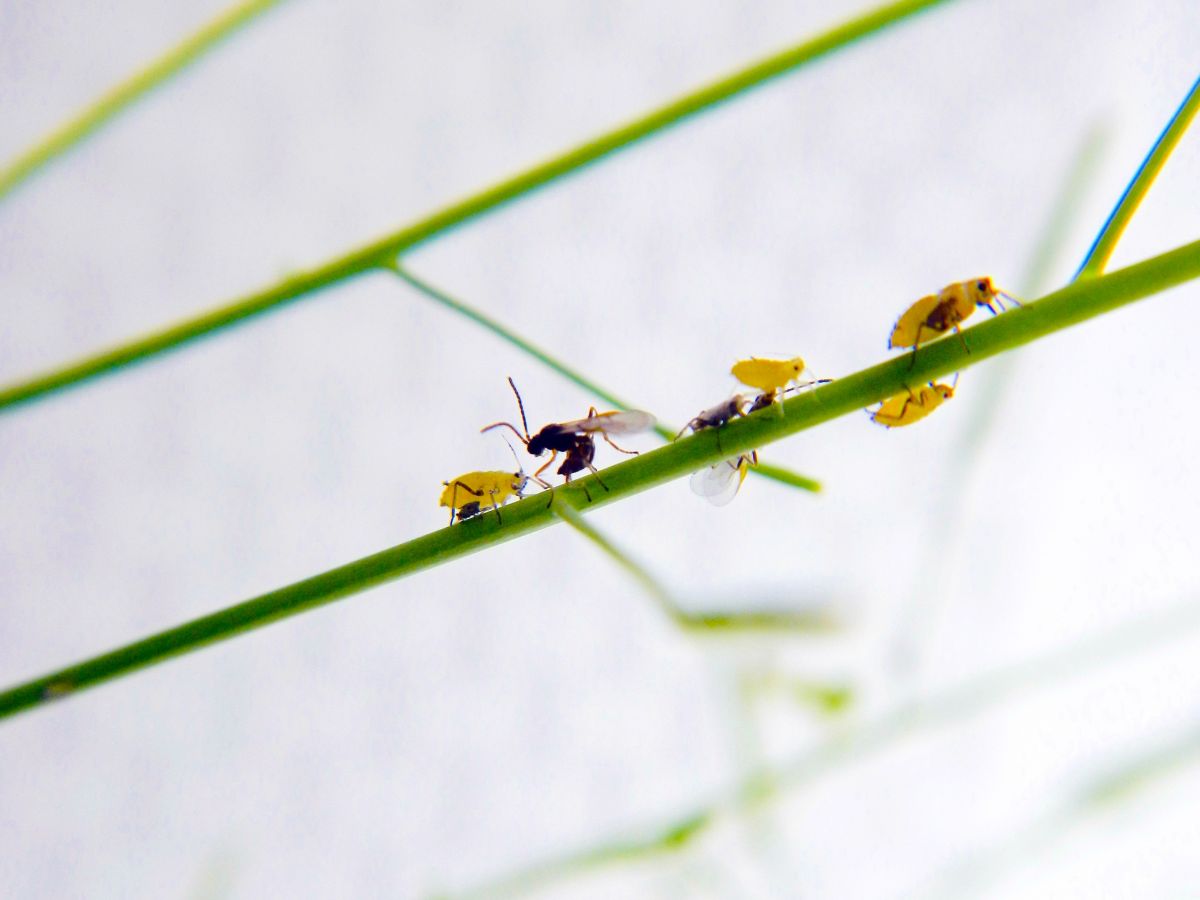 Funktioniert das AOP2-Gen der Pflanze aufgrund einer Mutation nicht, wird die Koexistenz von Blattläusen und parasitären Wespen gefördert.
