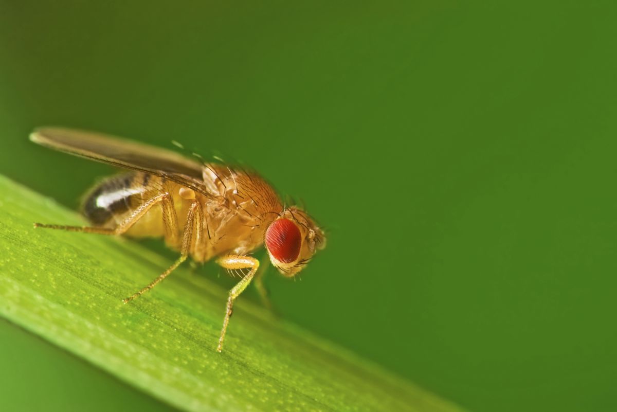 Untersuchungsobjekt Fruchfliege (Drosophila melanogaster). (Quelle: © iStock.com/ janeff)