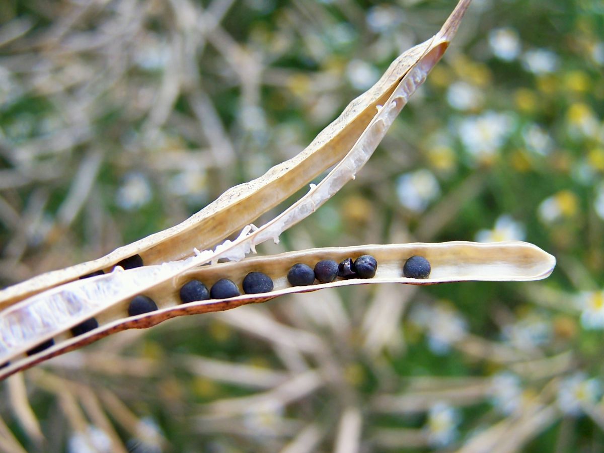 Rapsschote: Die Samen der Rapspflanze sind dunkelbraun bis schwarz. Werden Sie jedoch mit Pflanzenschutzmitteln gebeizt, erhalten Sie eine farbige Hülle.
