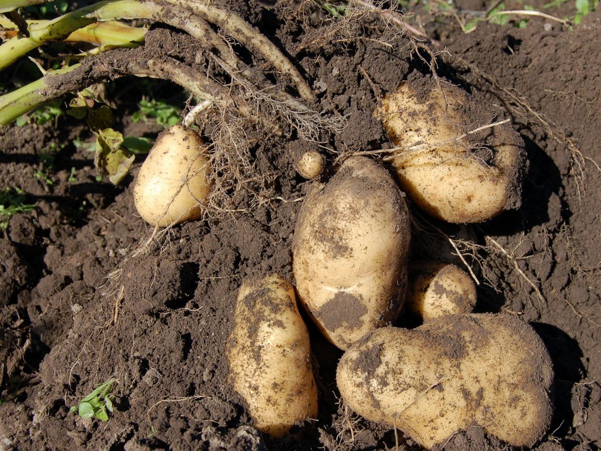 Auch zahlreiche andere Nachtschattengewächsarten, darunter die Kartoffel, wurden in der Studie untersucht.
