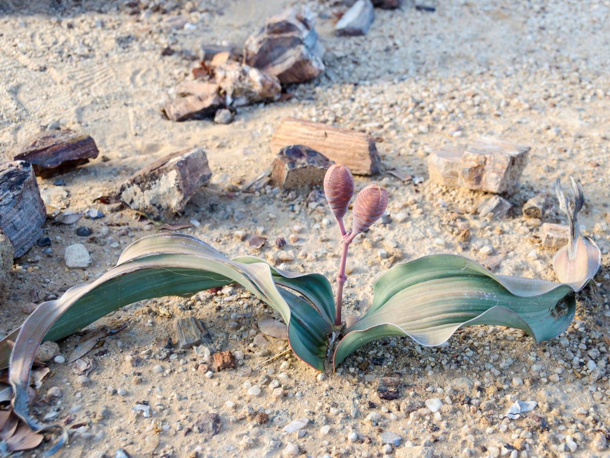 Charakteristisch für Welwitschia mirabilis sind die beiden Laubblätter, die bis zu 10 Jahre alt werden können. Da ältere Blätter oft einreißen, wirkt es so, als hätte die Pflanze mehr Blätter.
