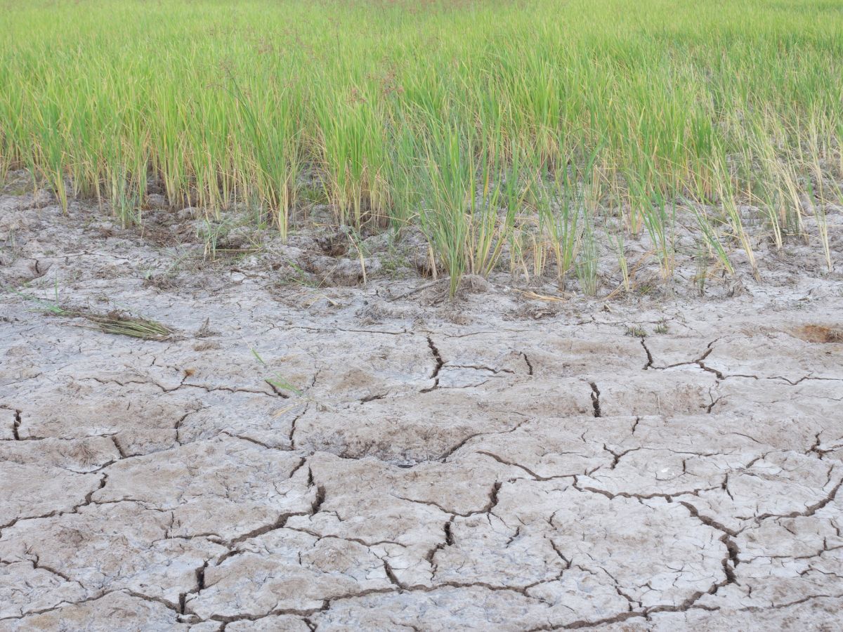 Hohe Salzkonzentrationen in Böden verursachen bei Pflanzen zunehmend Salzstress. (Bildquelle: © iStock.com/ Nuttaya99)