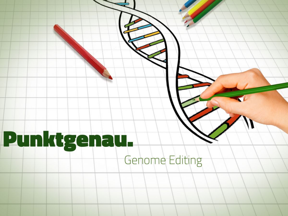 Methoden der Pflanzenzüchtung im Detail: Genom-Editierung. (Bildquelle: Originalbild Hand: studiovin/Shutterstock; Pixabay, CC0 /bearbeitet)