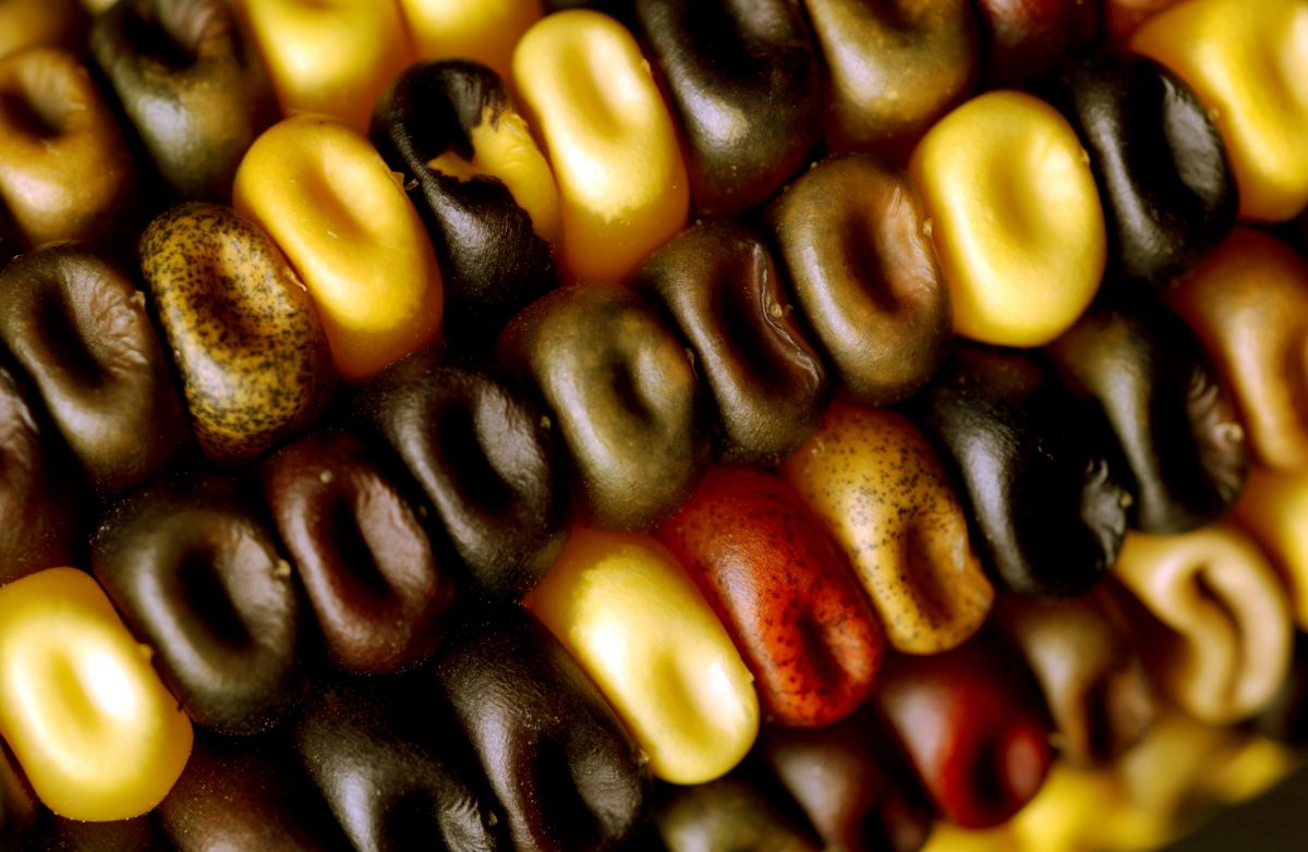 Mais (Zea mays) ist eine der wichtigsten Nahrungspflanzen weltweit. Es existiert eine Vielzahl an unterschiedlichen Maissorten, darunter auch mehrfarbiger Mais. 