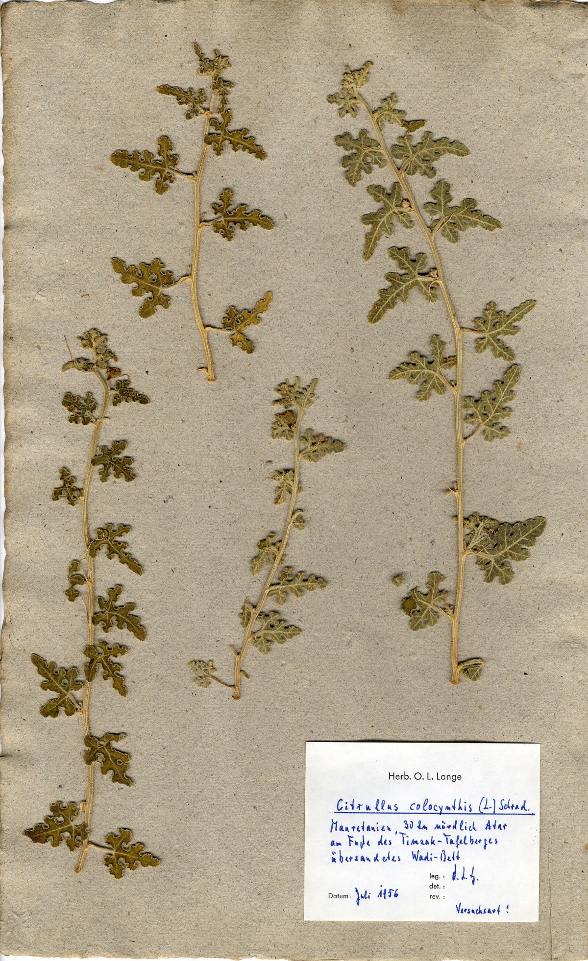 Die Koloquinte, mit der Otto Ludwig Lange 1956 experimentierte, ist bis heute erhalten. Sie befindet sich im Würzburger Herbarium.
