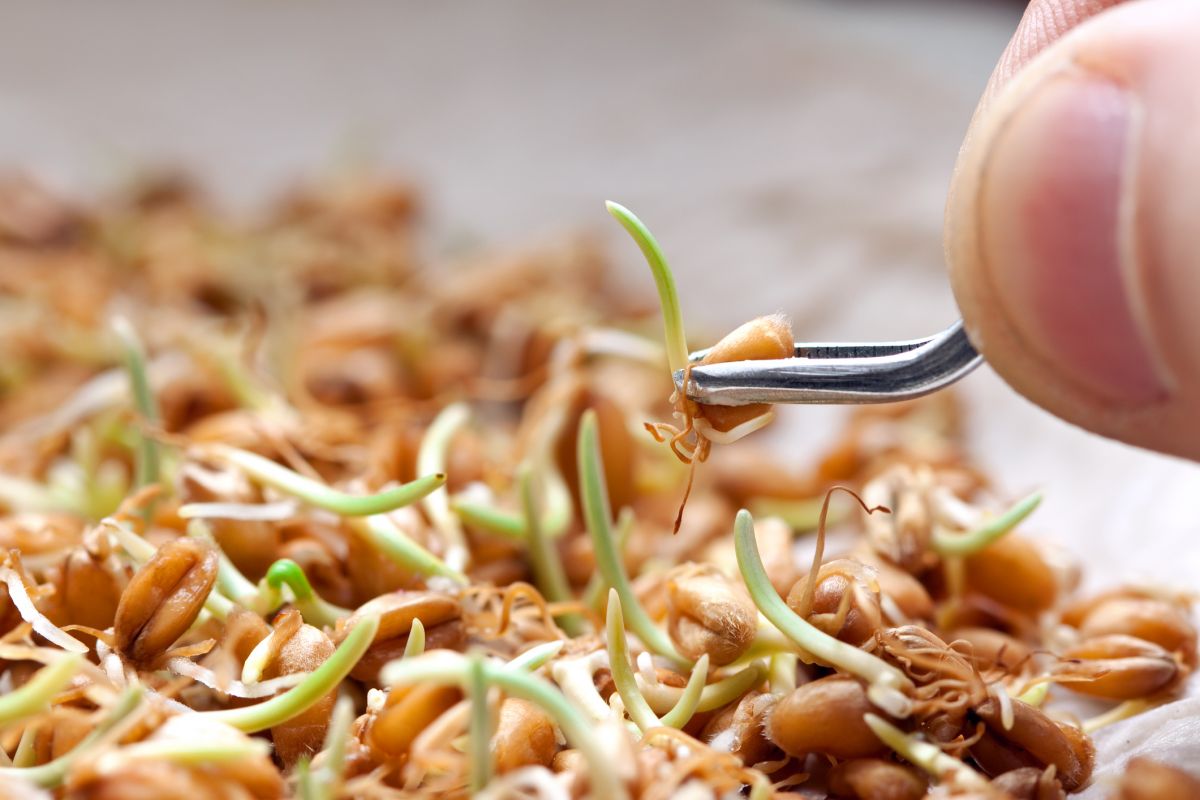 Gereinigte Nanoröhren beschleunigen das Wachstum von Weizengras, vermutlich weil sie den Pflanzen effizient Wasser zuführen. (Bildquelle: © iStock.com/Avalon_Studio)
