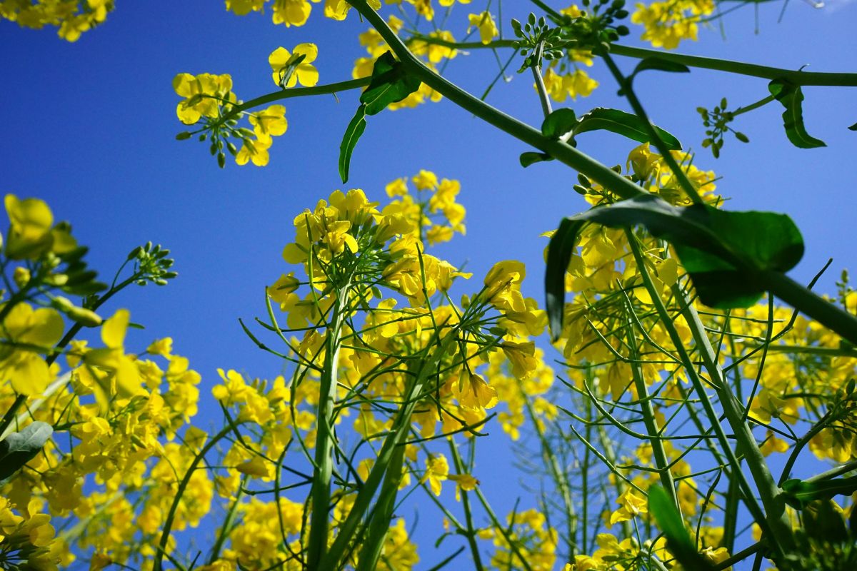 Pflanzen der Kreuzblütlerfamilie, wie der Raps, sind dank der Senfölbombe gegen viele Fressfeinde gewappnet. (Bildquelle: © Hans Braxmeier/Pixabay/CC0)
