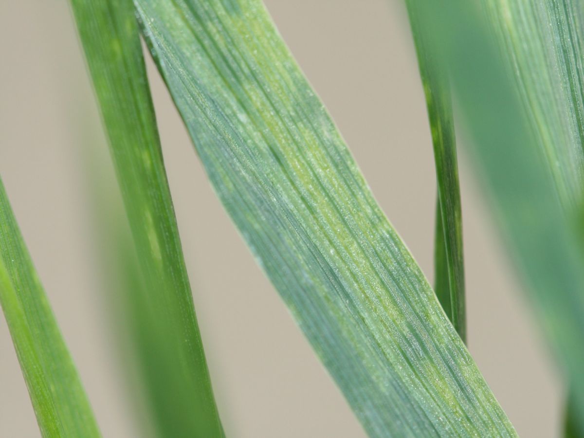So sieht ein Blatt aus, wenn das Weizenverzwergungsvirus die Pflanze infiziert hat. (Bildquelle: © JKI)