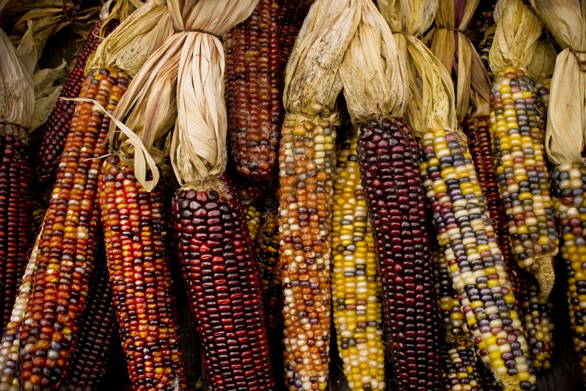 Als sich Barbara McClintock in den 1940er Jahren über Maiskolben mit buntgesprenkelten Körnern beugte, ahnte noch niemand, dass die Wissenschaftlerin die springenden Gene entdecken würde. (Bildquelle: © iStock.com/LouisDiBacco)
