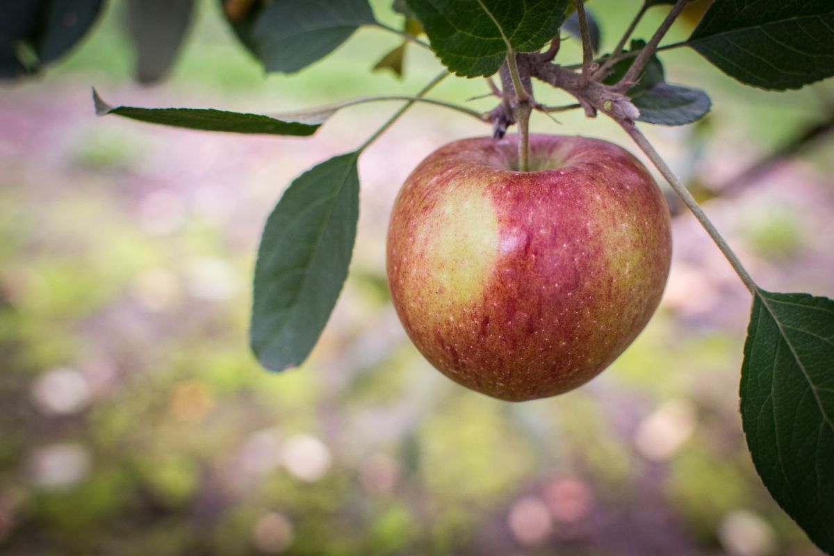 Der Apfel gilt bei uns eher als langweilige Frucht, doch er stammt von exotischen Vorfahren ab und hat eine lange und spannende Geschichte. (Bildquelle: © pixabay/CC0)