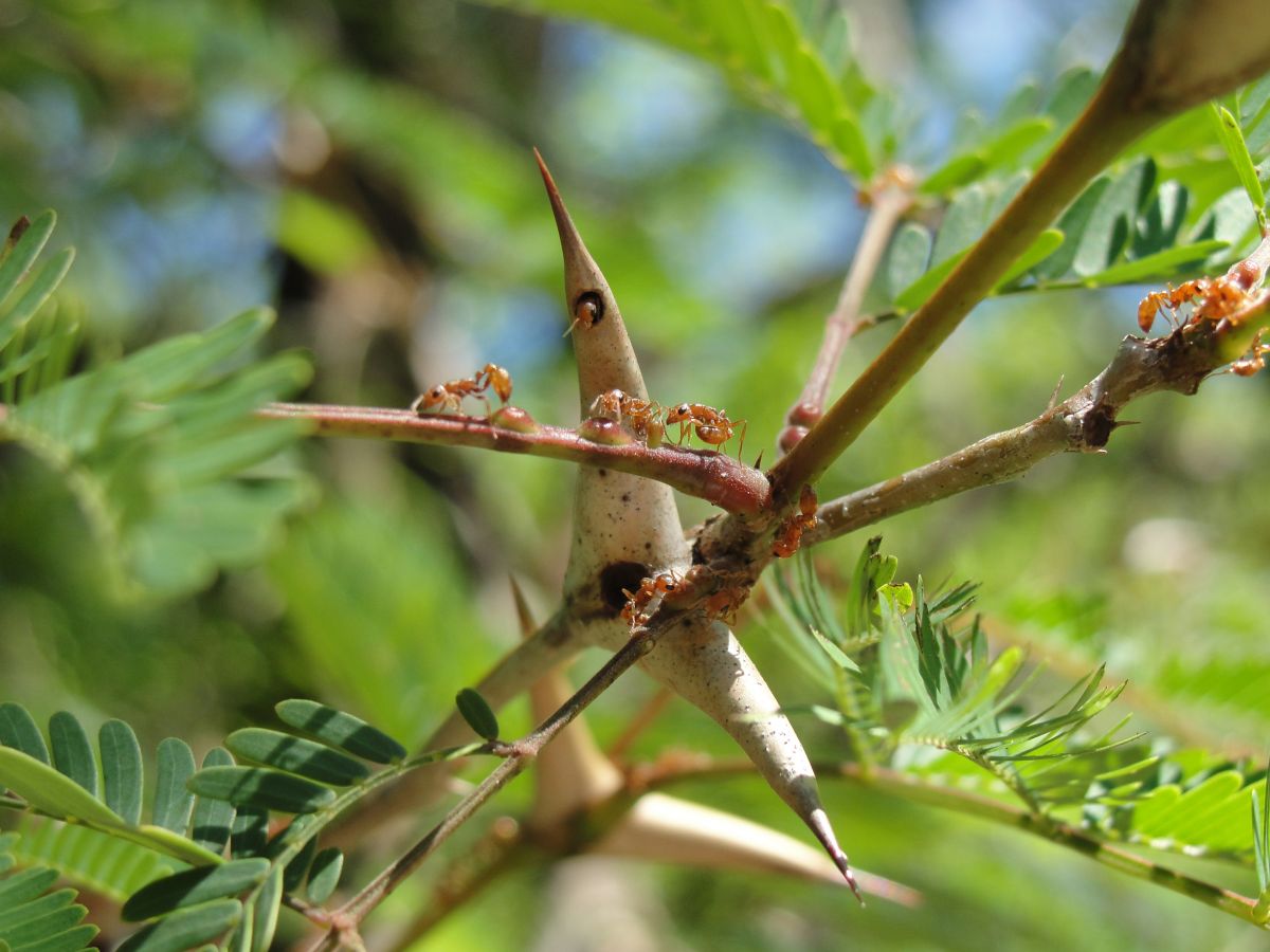 Mutualistische Pseudomyrmex-Ameisen auf einer Akazie in Costa Rica. (Bildquelle: © Alexandra Westrich, The Field Museum)