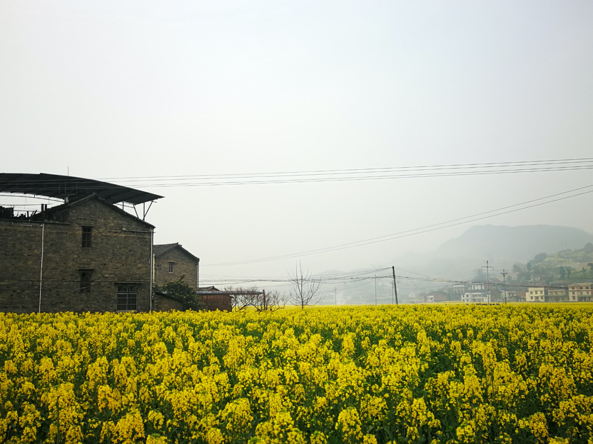 Dies ist ein Foto eines Rapsfeldes in der Stadt Chongqing, China. In der Studie testete das Forschungsteam auch eine DT-8-Sprühimpfung von Raps unter Feldbedingungen.
