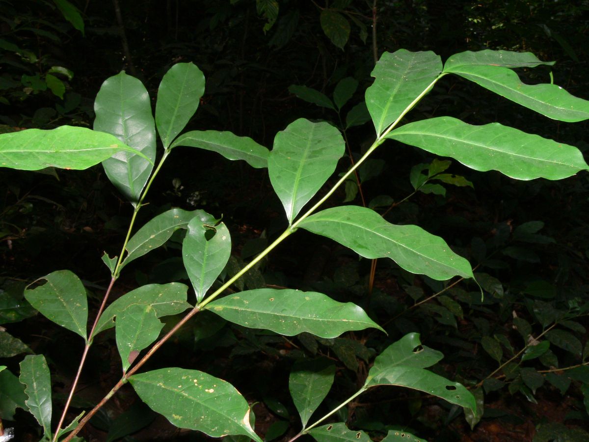 Die wiederentdeckte Wildkaffee-Art Coffea stenophylla.
