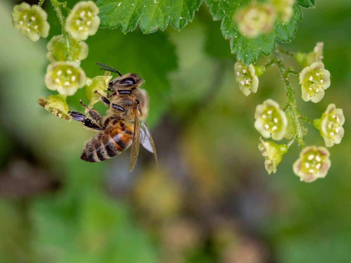 Die Giftigkeit der angewendeten Insektizide hat sich für wirbellose Tiere wie Insekten zwischen 2005 und 2015 mehr als verdoppelt. (Bildquelle: © Myriams-Fotos / Pixabay)
