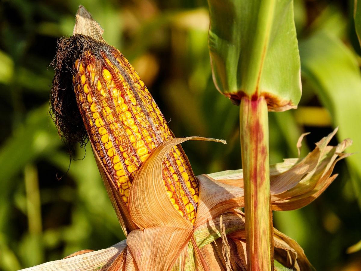 Auch Mais (Zea mays) ist eine wichtige Nahrungspflanz und braucht laut Umfrage vor allem eine höhere Hitzetoleranz.
