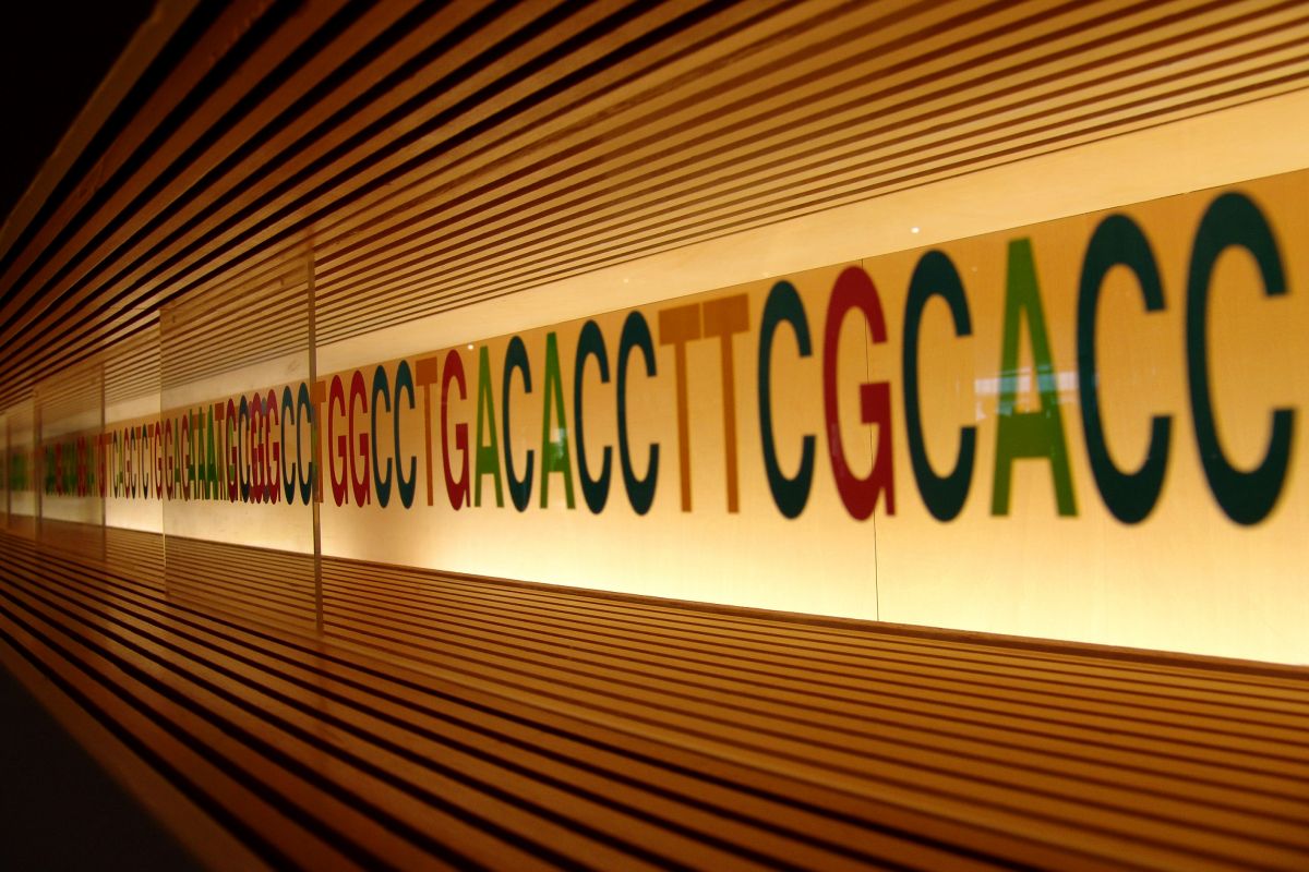Im Zellkern liegt der genetische Code eines Lebewesens. Welche Gene abgelesen werden, hängt von der Aktivität der Transkriptionsfaktoren ab.