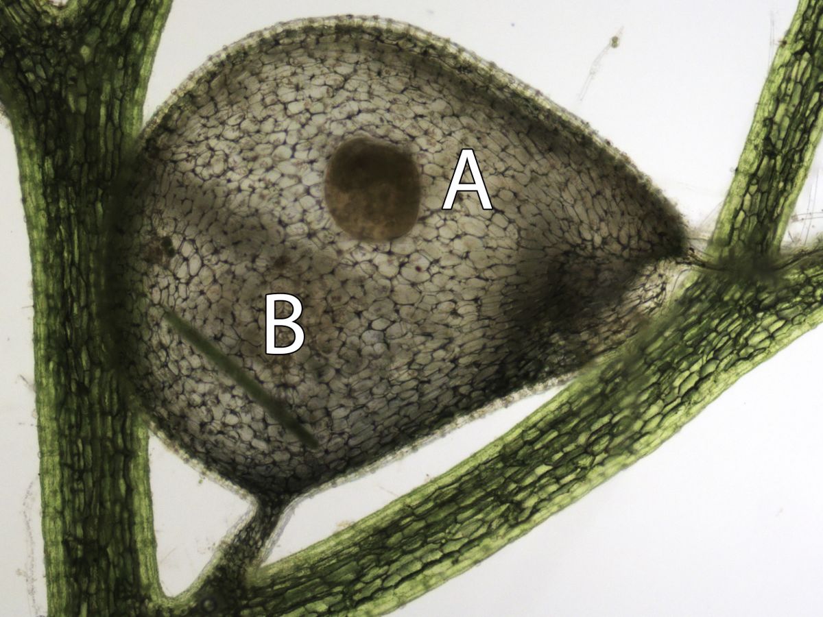 Das Bild zeigt eine Falle des Südlichen Wasserschlauchs (Utricularia australis) mit (A) einem toten Wasserfloh und (B) einer gefangenen Zieralge. (Bildquelle:© Universität Wien)