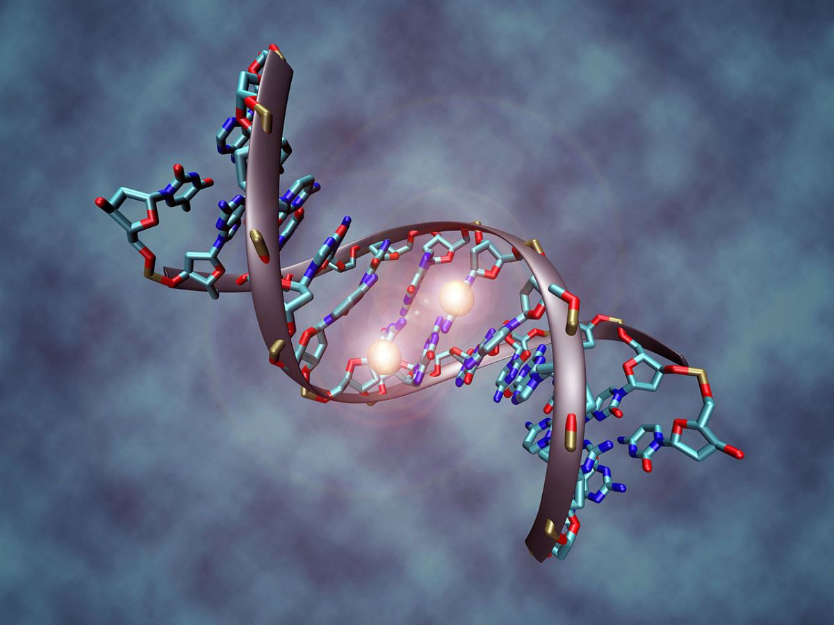 Ein methylierter DNA-Abschnitt zur Veranschaulichung. Die hellen Kugeln symbolisieren zwei Methylgruppen an zwei Cytosin Nukleinbasen. (© Christoph Bock (MPI für Informatik)/ wikimedia.org/ CC BY-SA 3.0)