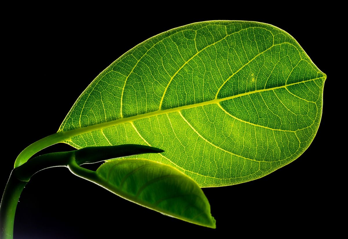 Blätter fixieren CO2, um daraus in der Photosynthese Kohlenhydrate herzustellen. (Bildquelle: © Josch13/Pixabay/CC0)
