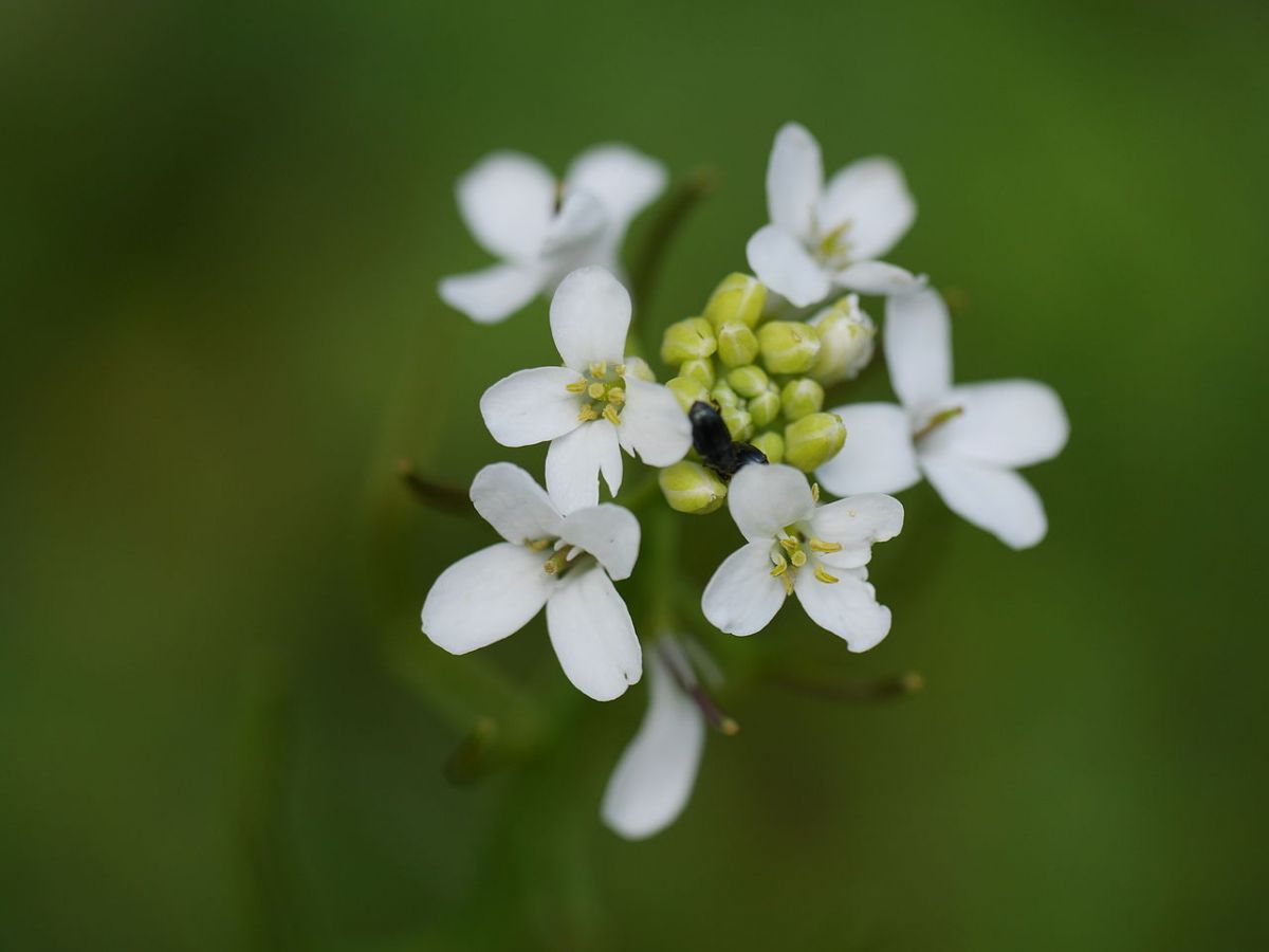 Forscher werfen einen Blick in die Entstehungsgeschichte der Blüte. Ihre Reise beginnt bei Arabidopsis thaliana. (Bildquelle: © Dawid Skalec/ wikimedia.org/ CC BY-SA 4.0)