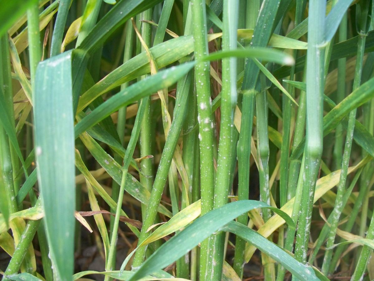 Weizenmehltau: Weltweit sind Ernten durch Schädlingsbefall bedroht. (Bildquelle: © Agronom / wikimedia.org; CC BY-SA 4.0)