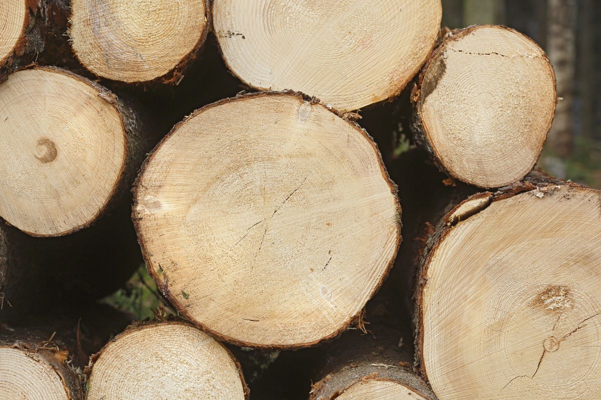 Fichtenholz lässt sich mit dem neuen Verfahren um ein Vielfaches härten. (Bildquelle: © pixabay; CC0)