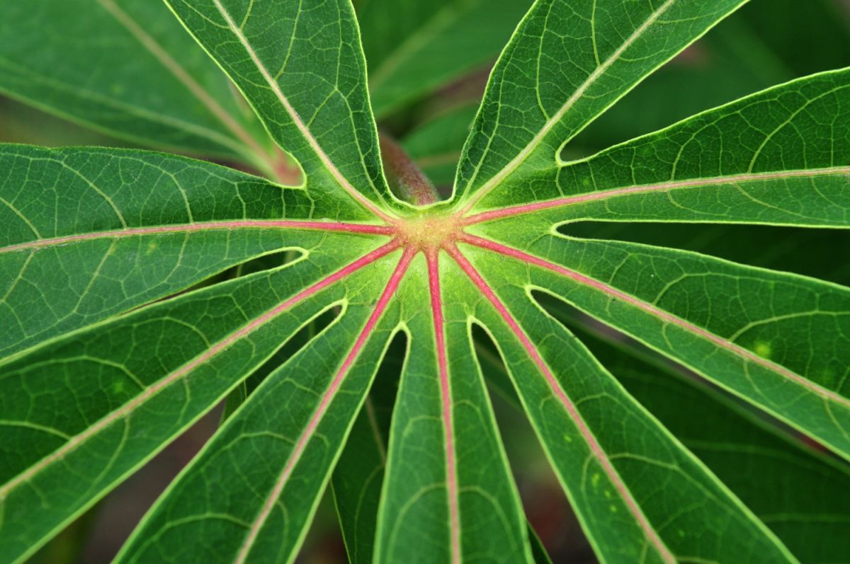 Blatt einer Maniokpflanze (Manihot esculenta). Maniok, auch Cassava genannt, ist eine wichtige Nahrungsquelle in Subsahara-Afrika. (Bildquelle: © Neil Palmer (CIAT)/flickr; CC BY-SA 2.0)