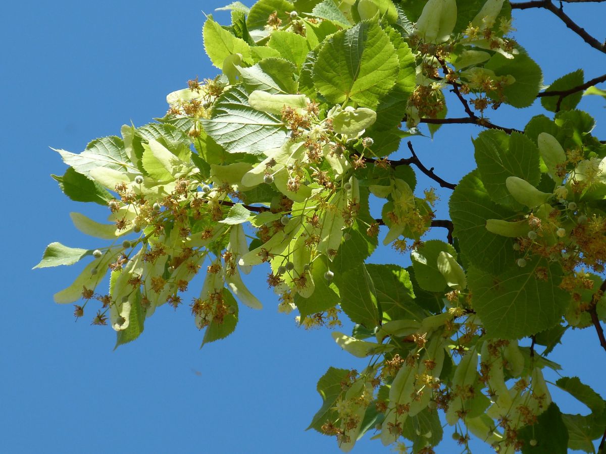 Bäume sind oft auf die Bestäubung durch Insekten angewiesen, besonders wenn sie immergrün sind oder während der Blütezeit Blätter haben, wie diese Linde.
