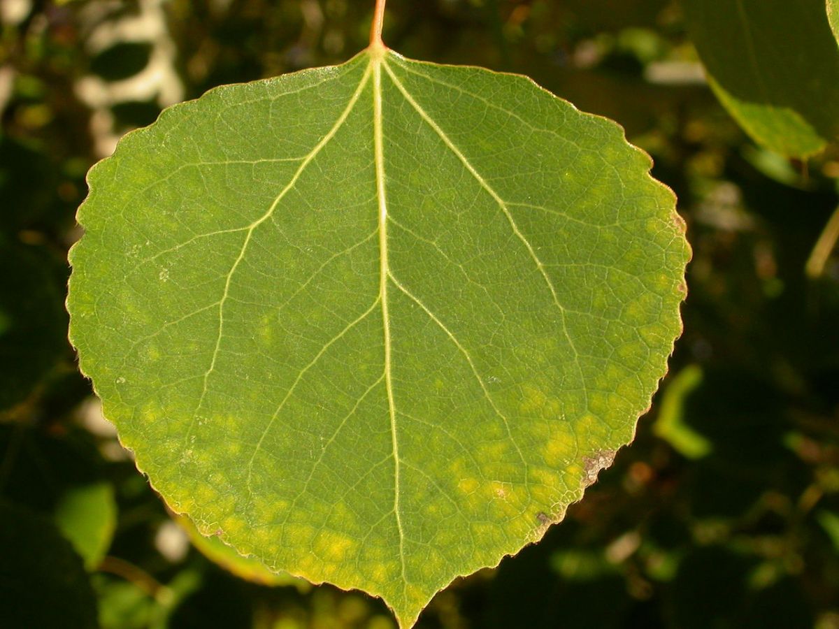 Auch Pflanzen atmen und setzten dabei in geringen Mengen Kohlendioxid frei, z. B. über die Blätter. Diese Blattatmung untersuchten Forscher an mehreren Baumarten - darunter die abgebildete Amerikanische Zitterpappel (Populus tremuloides).