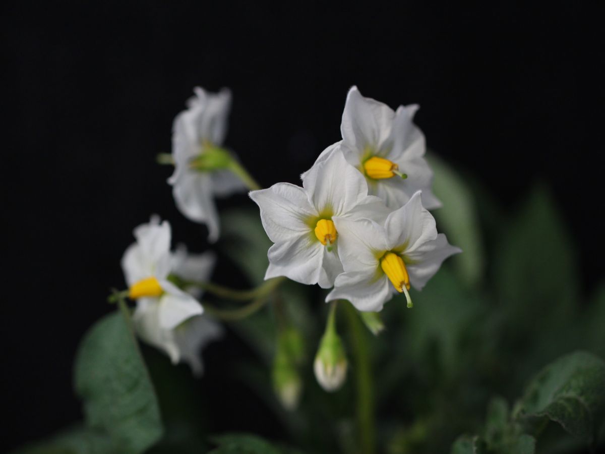 Blüten der Kartoffelsorte Saturna. (Bildquelle: © Judith Van Dingenen und Vanessa Wahl)