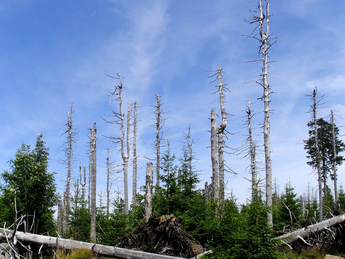 Waldschäden steigen weltweit an. Hier abgestorbene Fichten und nachwachsender Bestand im Nationalpark Harz. (Bildquelle: © ArtMechanic, Wikipedia, CC BY-SA 3.0)