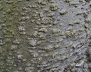 Regen - Lentizellen - Bildquelle: Dimitar N‡ydenov / wikimedia.org/ CC BY-SA 3.0