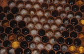 Wabe der Honigbiene (Apis mellifera) mit Larven und Pollen