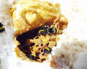Blick in ein geöffnetes Nest der Erdhummel (Bombus terrestris).