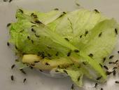 Maiswurzelbohrer-Zucht: Käfer auf Frischfutter
