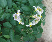 Kartoffelpflanze während der Blüte