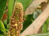 verkümmerter Maiskolben, Folge der anhaltenden Hitze im Sommer 2003. Die männlichen Blüten verbreiteten Pollen, bevor die weiblichen Blüten ihre Narbenfäden ausgebildet hatten. 