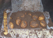 Für die Verrottungsversuche werden auf dem Versuchsfeld Kartoffelknollen vergraben