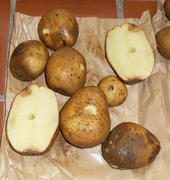 Bioplastik-Kartoffeln: An der Univeristät Rostock wird untersucht, ob gentechnisch veränderte Kartoffeln, die einen biologisch abbaubaren Kunststoff bilden, anders verrotten.