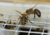 Bienen vor dem Eingang der Bienenbeute
