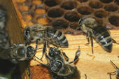 junge Bienen