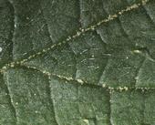 Pollenkörner auf einem Brennnesselblatt. Sie sammeln sich  vor allem entlang der Blattrippen.