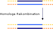 Homologe Rekombination: Austausch homologer Sequenzen